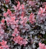 Berberis Thunbergii Concorde