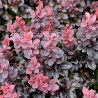 Berberis Thunbergii Concorde