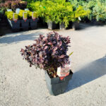 Berberis Thunbergii Concorde - imagine 2