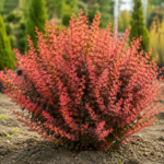 Berberis thunbergii Florence la ghiveci