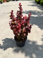 Berberis thunbergii Florence la ghiveci - imagine 2