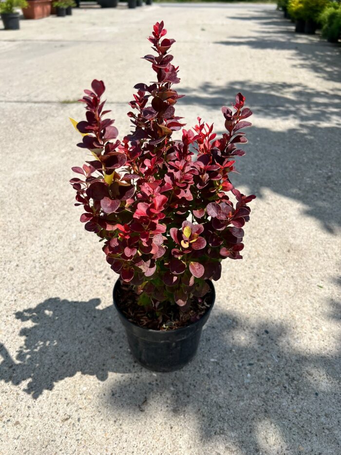 Berberis thunbergii Florence la ghiveci - imagine 2