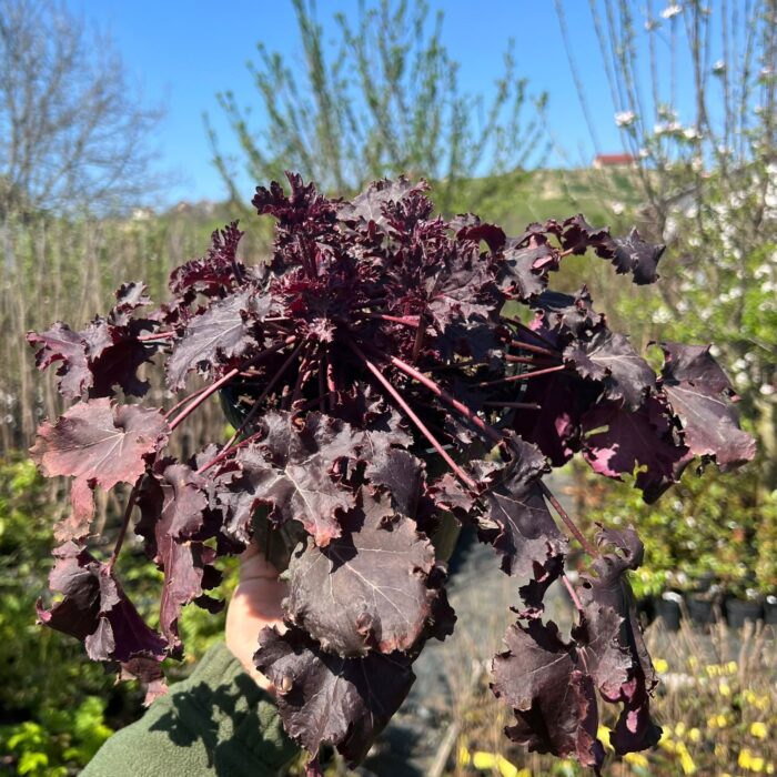 Îmbogățește-ți grădina cu Heuchera 'Black Pearl' - o varietate elegantă de plante perene cu frunze strălucitoare de culoare neagră. 🛒