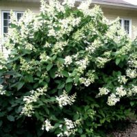 Hydrangea Paniculata 'Kyushu' la ghiveci este o varietate minunată de hortensie , care poate fi cultivată cu succes în ghiveci.Comandă aum! 🌼🛒