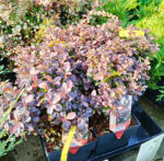 Berberis Thunbergii Concorde - imagine 3