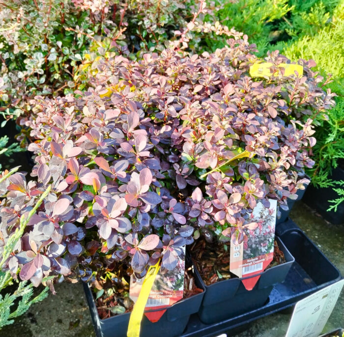 Berberis Thunbergii Concorde - imagine 3