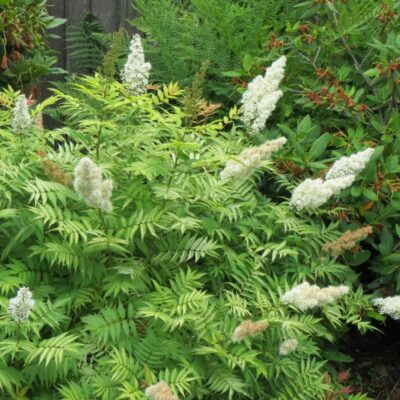 Sorbaria Sorbifolia este apreciată pentru creșterea sa rapidă și viguroasă. Poate atinge înălțimi de până la 2-3 metriComandă acum! 🌼🛒