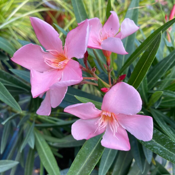 Adaugă un strop de culoare și prospețime pe balconul tău cu oleandru roz. Alege această plantă iubitoare de lumină pentru un decor plin de viață! 🌸🛒