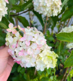 Hortensia Paniculata Fraise Melba (Renba) la ghiveci - imagine 3