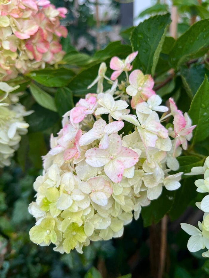 Hortensia Paniculata Fraise Melba (Renba) la ghiveci - imagine 5
