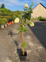 Hortensia Paniculata Fraise Melba (Renba) la ghiveci - imagine 2