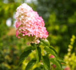 Hortensia Paniculata Fraise Melba (Renba) la ghiveci - imagine 6
