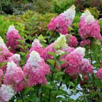Hortensia Paniculată Fraise Melba la ghiveci ( Renba) este perfectă pentru a fi crescută în ghiveci. Nu rata si comandă acum! 🌸🛒