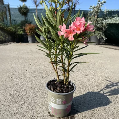 Oleandru Roz