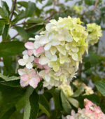 Hortensia Paniculata Fraise Melba (Renba) la ghiveci - imagine 4