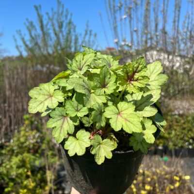 Obțineți plante Coral Bells unice și pline de viață cu Heuchera 'Green Fizz'. Frunzele verzi vibrante adaugă un plus de culoare în grădina dvs. 🌿🌸