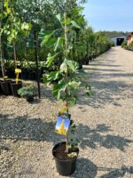 Ginkgo Biloba la ghiveci - imagine 2