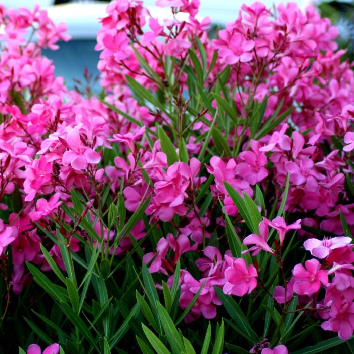 Transformați balconul sau terasa dvs. într-un spațiu mediteranean cu Oleandru Roz. O plantă cu flori minunate care vă vor bucura privirea! 🛒🌸