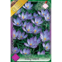 Crocus Ruby Giant este perfect pentru cei care doresc să aducă un strop de culoare îndrăzneață în grădina lor la începutul primăverii. 🌼