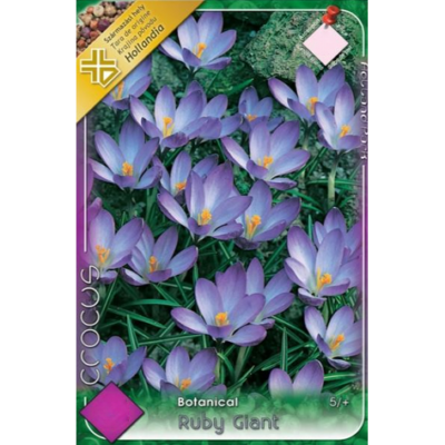 Crocus Ruby Giant este perfect pentru cei care doresc să aducă un strop de culoare îndrăzneață în grădina lor la începutul primăverii. 🌼