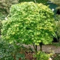 Artar Going Green este o alegere excelentă pentru amenajarea peisajelor datorită aspectului său atrăgător și ușor de întreținut.Comandă acum! 🛒