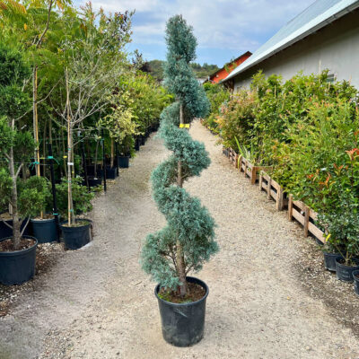 Cupressus Arizonica Fastigiata Spirala
