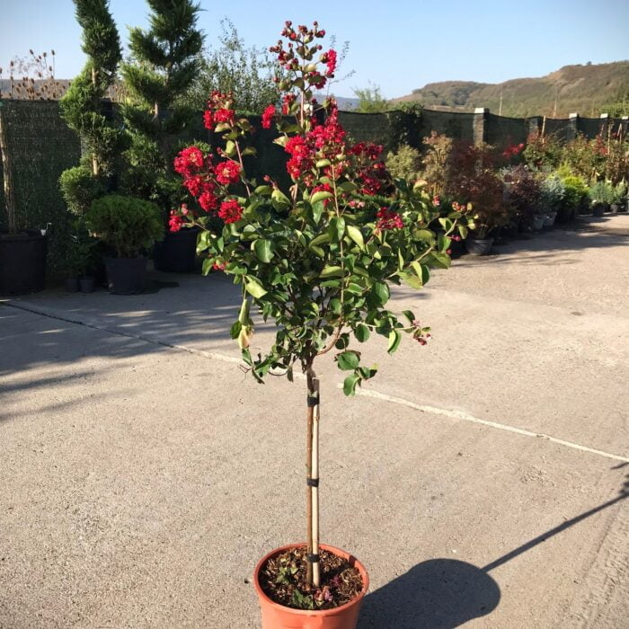 Liliac Indian - Arbust dens și bogat cu flori mari Liliacul Indian aduce o notă exotică în grădina ta. Plantează acest arbust decorativ și bucură-te de flori frumoase și parfumate! 💐