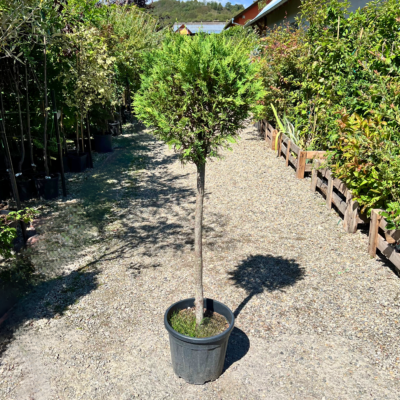 Decorează-ți grădina cu Leylandii Glob pe picior, un arbust veșnic verde care se dezvoltă perfect la soare.Comandă acum! 🌿🛒