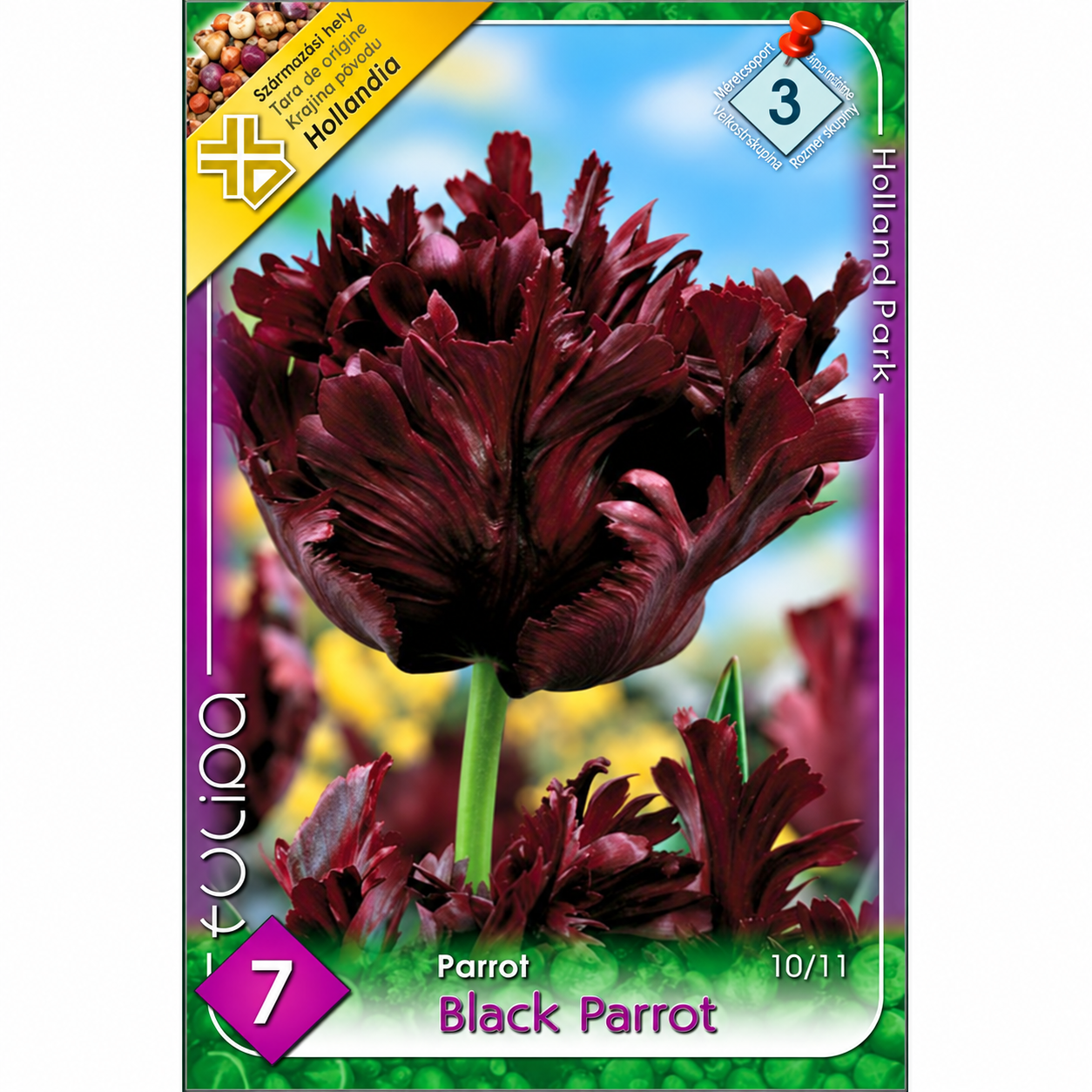 Pachet de lalele Black Parrot cu 7 bulbi Lalele/ Tulipa parrot Black Parrot (7buc) - imagine 1