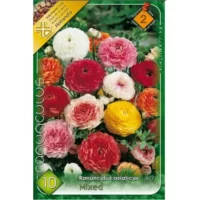 Ranunculus Asiaticus mixed (10buc)