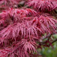 Acer Palmatum Disectum Garnet la ghiveci
