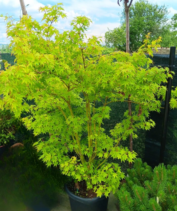 Arțar Going Green la ghiveci - imagine 2