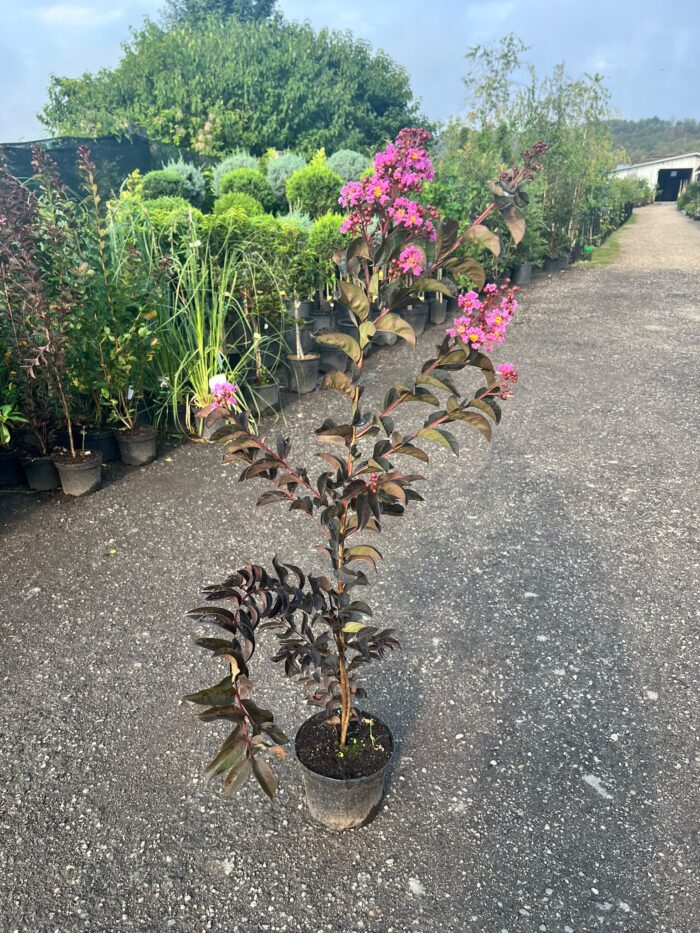 Liliac indian mov – Lagerstroemia indica la ghiveci - imagine 2