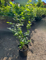 Afin Spartan anul 3 - la ghiveci - imagine 3