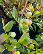 Afin Spartan anul 3 - la ghiveci - imagine 6