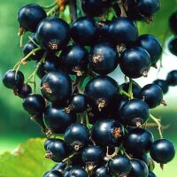 Coacaz Black Pearl este un arbust ornamentat, cu frunze de un verde închis și o coroană densă și compactă. Poate atinge înălțimi medii.Comandă acum! 🟣🛒