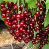 Arbust fructifer Coacăz Rosetta - este un soi de coacăze cu fructe mari și gustoase, considerat a fi una dintre cele mai bune varietăți din categoria sa.👌