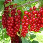 Bucură-te de fructe sănătoase și delicioase cu Coacaz Rovada! Alege un arbust fructifer de calitate pentru grădina ta. Comandă acum! 🌿🛒