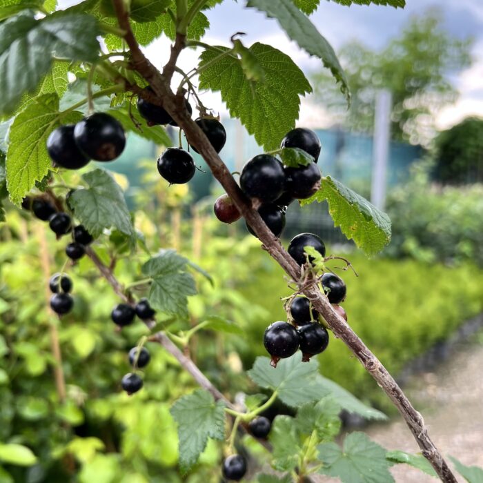 Coacaz Black Pearl la ghiveci 2L - imagine 3