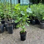 Coacaz Rovada la ghiveci 3L - imagine 2