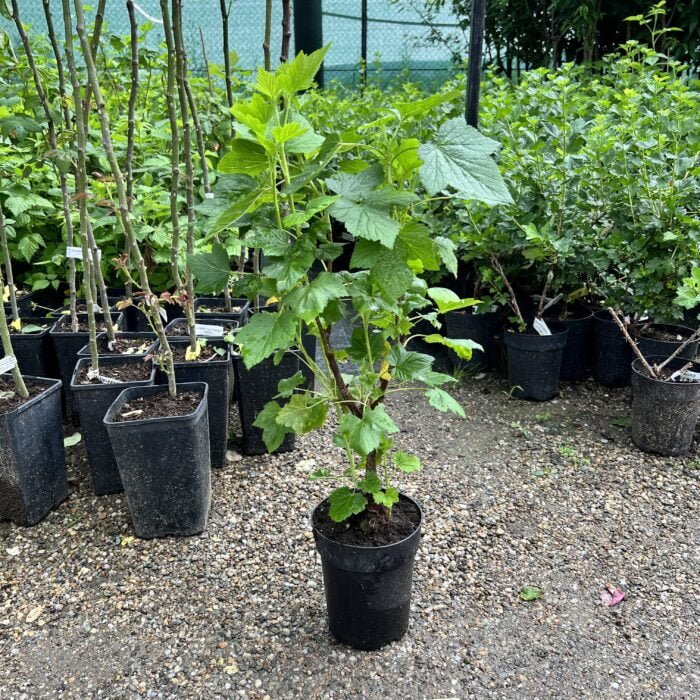 Coacaz Rovada la ghiveci 3L - imagine 2