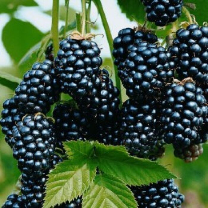 Fii gata să savurezi fructe dulci și suculente cu Mur Black Cascade! Un soi apreciat pentru recoltele bogate și gustul aromat. Comandă acum! 🌿🛒