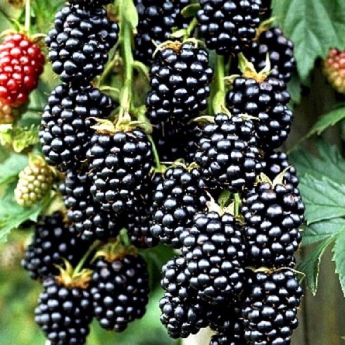 Plantarea unui arbust Mur Thornfree este opțiunea ideală pentru a avea mereu la îndemână fructe suculente și dulci. Comandă acum! 🌿🛒