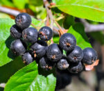 Aronia Nero preferă solurile bine drenate și expunerea la soare parțială sau totală. Este important să asigurați un mediu adecvat pentru acestea. 🌿🛒