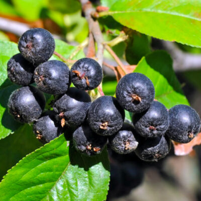 Aronia Nero preferă solurile bine drenate și expunerea la soare parțială sau totală. Este important să asigurați un mediu adecvat pentru acestea. 🌿🛒