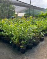 Afin Spartan anul 3 - la ghiveci - imagine 2