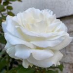 Bucură-te de frumusețea și rafinamentul trandafirilor Avalanche la ghiveci.Acești trandafiri te vor fermeca prin eleganță și delicatețe. 🌼🛒