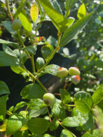 Afin Spartan anul 3 - la ghiveci - imagine 5