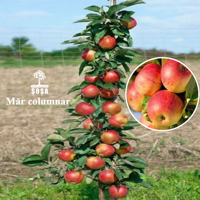 Cultivă 👉️ Măr Columnar roșu în grădina ta!Creștere verticală și compactă, perfectă pentru grădinile mici. Economisește spațiu, comandă acum!👌