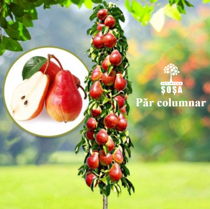 Par rosu columnar: Fructe dulci si aromate, rezistent la inghet 🍐 Descoperă Par Columnar Rosu - fructe dulci, aromate și suculente, cu o pulpă fină și o rezistență remarcabilă la îngheț. Comandă acum! 🍐🛒